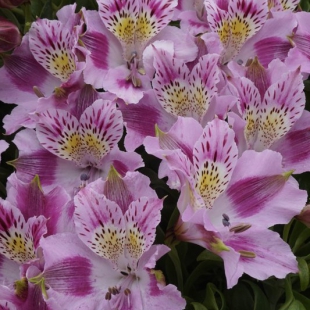 Alstroemeria pelegrina